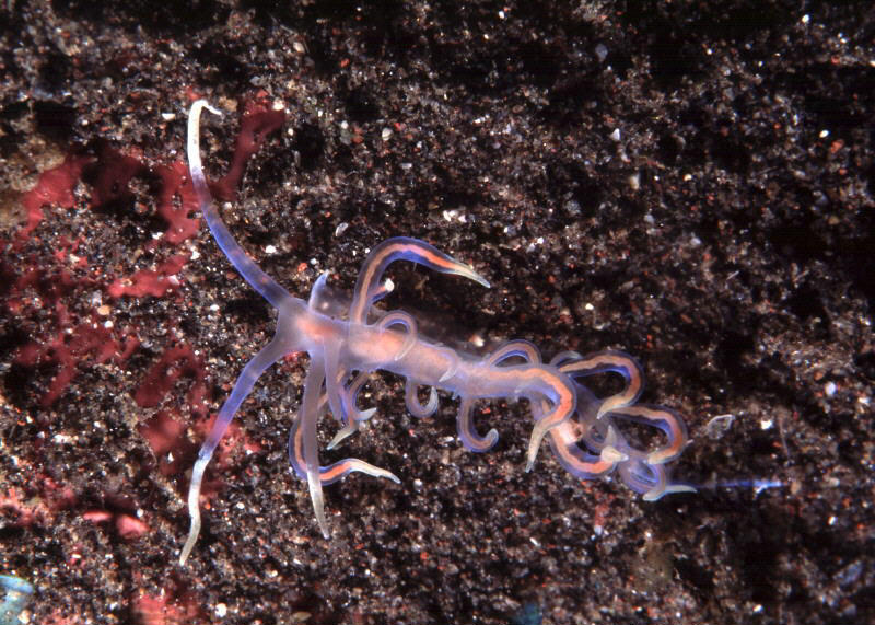 Phyllodesmium spG